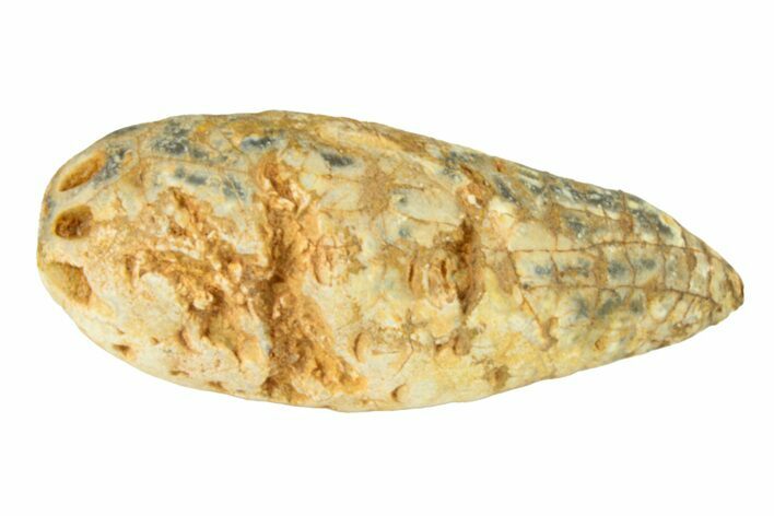 Fossil Cycadophyte Seed Cone - Boujdour, Morocco #288785